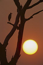 White-necked Heron (Ardea cocoi) silhouetted at sunrise, northern Pantanal, Brazil