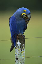 Hyacinth Macaw (Anodorhynchus hyacinthinus) eating plam fruit on fence post, southern Pantanal, Brazil