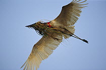 Jabiru Stork (Jabiru mycteria) carrying nest material, Pantanal, Brazil