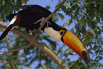 Toco Toucan (Ramphastos toco) in tree, northern Pantanal, Brazil