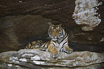 Bengal Tiger (Panthera tigris tigris) juvenile lying in cave, Bandhavgarh National Park, India