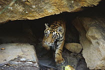 Bengal Tiger (Panthera tigris tigris) juvenile emerging from cave, Bandhavgarh National Park, India