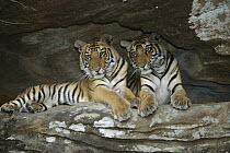Bengal Tiger (Panthera tigris tigris) juveniles lying in cave, Bandhavgarh National Park, India