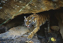 Bengal Tiger (Panthera tigris tigris) juvenile snarling while emerging from cave, Bandhavgarh National Park, India