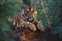 Bengal Tiger (Panthera tigris tigris) juvenile lying on rock, Bandhavgarh National Park, India