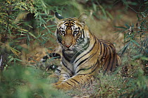 Bengal Tiger (Panthera tigris tigris) juvenile in bamboo forest, Bandhavgarh National Park, India