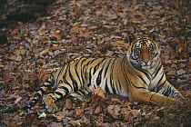 Bengal Tiger (Panthera tigris tigris) juvenile male, lying in leaf litter, Bandhavgarh National Park, India