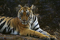 Bengal Tiger (Panthera tigris tigris) juvenile female, Bandhavgarh National Park, India