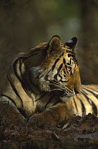 Bengal Tiger (Panthera tigris tigris) juvenile male, Bandhavgarh National Park, India