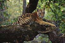 Bengal Tiger (Panthera tigris tigris) juvenile lying on branch, Bandhavgarh National Park, India