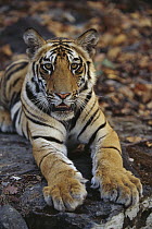 Bengal Tiger (Panthera tigris tigris) juvenile lying on rock, Bandhavgarh National Park, India