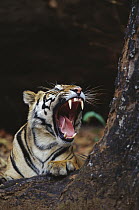 Bengal Tiger (Panthera tigris tigris) juvenile male yawning, Bandhavgarh National Park, India