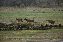 Bengal Tiger (Panthera tigris tigris) male chasing Sambar (Cervus unicolor) deer mother and young, Ranthambore National Park, India