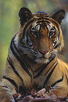 Bengal Tiger (Panthera tigris tigris) juvenile male, Bandhavgarh National Park, India
