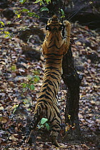 Bengal Tiger (Panthera tigris tigris) juvenile female stretching, Bandhavgarh National Park, India