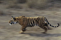 Bengal Tiger (Panthera tigris tigris) juvenile walking, Bandhavgarh National Park, India