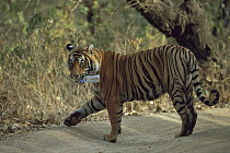 Bengal Tiger (Panthera tigris tigris) male carrying plastic water bottle in mouth, Ranthambore National Park, India