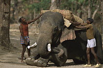 Asian Elephant (Elephas maximus) having saddle put on by mahouts, domestic animal, Bandhavgarh National Park, India