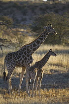 Giraffe (Giraffa sp) mother with calf, early morning, dry season, August, Africa