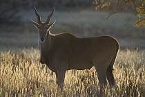 Common Eland (Tragelaphus oryx) antelope in early morning, dry season, August, Africa