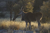 Common Eland (Tragelaphus oryx) in the early morning during dry season, Africa