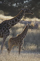 Giraffe (Giraffa sp) mother with calf, early morning, dry season, August, Africa