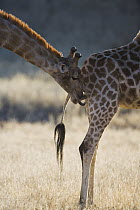 Giraffe (Giraffa sp) male licking female's urine to determine if she's in estrus, called the flehmen response, Africa