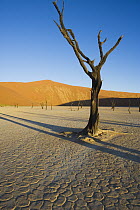 Acacia (Acacia sp) trees in Dead Veil, a dry clay pan that after rare rains fills with water, Namib-Naukluft National Park, Namibi Desert, Namibia