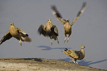 Spotted Sandgrouse (Pterocles ) taking off after having soaked up water in feathers, Africa