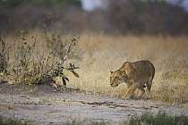 African Lion (Panthera leo) female stalking, in Savuti which is famous for a large resident lion pride that specializing in killing young elephants, Chobe National Park, Botswana