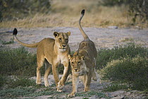 African Lion (Panthera leo) two females playing in Savuti which is famous for a large resident African Lion pride specializing in killing young elephants, Chobe National Park, Botswana