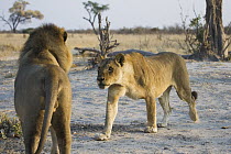 African Lion (Panthera leo) courting pair in the Savuti, which is famous for a large resident African Lion pride that specializes in killing young elephants, Chobe National Park, Botswana