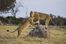 African Lion (Panthera leo) two females playing on termite mount in Savuti which is famous for a large resident African Lion pride that specializes in killing young elephants, Chobe National Park, Bot...