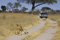 African Lion (Panthera leo) on dirt track, tourist vehicles in background in Savuti which is famous for a large resident African Lion pride that specializes in killing young elephants, Chobe National...