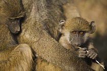 Chacma Baboon (Papio ursinus) babies in mother's arms, Africa