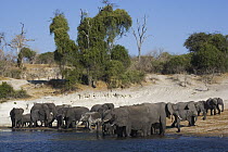 African Elephant (Loxodonta africana) breeding herd drinking at Chobe River, Botswana