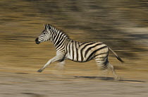 Burchell's Zebra (Equus burchellii) running, Africa