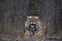 Bengal Tiger (Panthera tigris tigris) dominant male, resting on dry leaves in bamboo forest, April, dry season, Bandhavgarh National Park, India