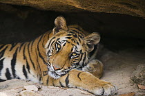 Bengal Tiger (Panthera tigris tigris) 11 months old cub resting in small cave during heat of the day, April, dry season, Bandhavgarh National Park, India