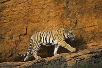 Bengal Tiger (Panthera tigris tigris) 11 months old cub walking on rocky ledge in front of red cliff, April, dry season, Bandhavgarh National Park, India