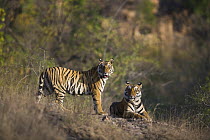 Bengal Tiger (Panthera tigris tigris) 17 month old juveniles, dry season, April, Bandhavgarh National Park, India