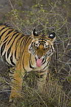 Bengal Tiger (Panthera tigris tigris) 17 month old juvenile showing flehmen behavior, early morning, dry season, Bandhavgarh National Park, India