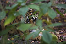 Bengal Tiger (Panthera tigris tigris) 17 month old juvenile behind leaves in cool, shady area near water hole during heat of day, dry season, Bandhavgarh National Park, India