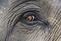 Asian Elephant (Elephas maximus) eye, Bandhavgarh National Park, India