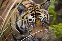 Bengal Tiger (Panthera tigris tigris) 17 month old juvenile behind grass, early morning, dry season, Bandhavgarh National Park, India