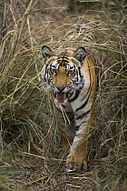 Bengal Tiger (Panthera tigris tigris) 17 month old juvenile emerging from tall, dry grass, dry season, Bandhavgarh National Park, India
