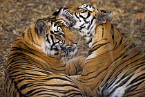 Bengal Tiger (Panthera tigris tigris) tigress licking 17 month old juvenile, dry season, Bandhavgarh National Park, India