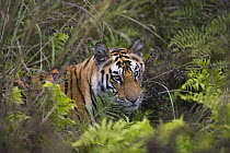 Bengal Tiger (Panthera tigris tigris) 17 month old juvenile in wet green meadow with ferns, dry season, Bandhavgarh National Park, India