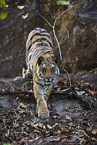 Bengal Tiger (Panthera tigris tigris) 11 month old cub walking down rock, Bandhavgarh National Park, India
