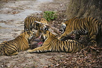Bengal Tiger (Panthera tigris tigris) family with 17 month old juveniled feeding male Sambar (Cervus unicolor) killed a few minutes earlier, dry season, Bandhavgarh National Park, India